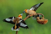 419 - HAWFINCHES FIGHTING - KEENE PAUL - united kingdom